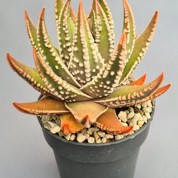 Tulista Marginata x Pumila 003