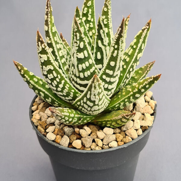 Tulista Marginata x Pumila 004