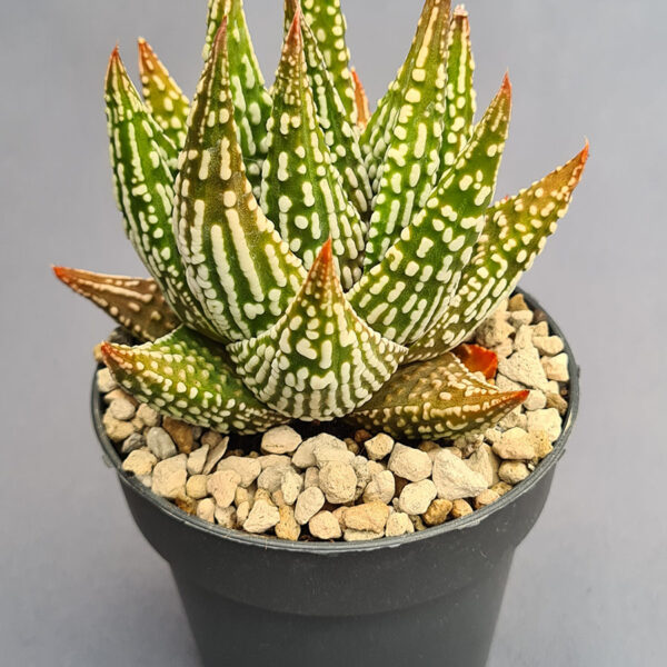 Tulista Marginata x Pumila 005