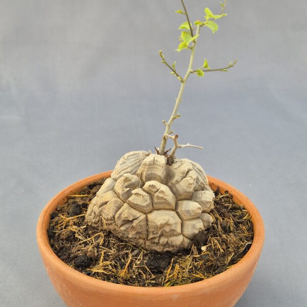 Dioscorea Elephantipes 001