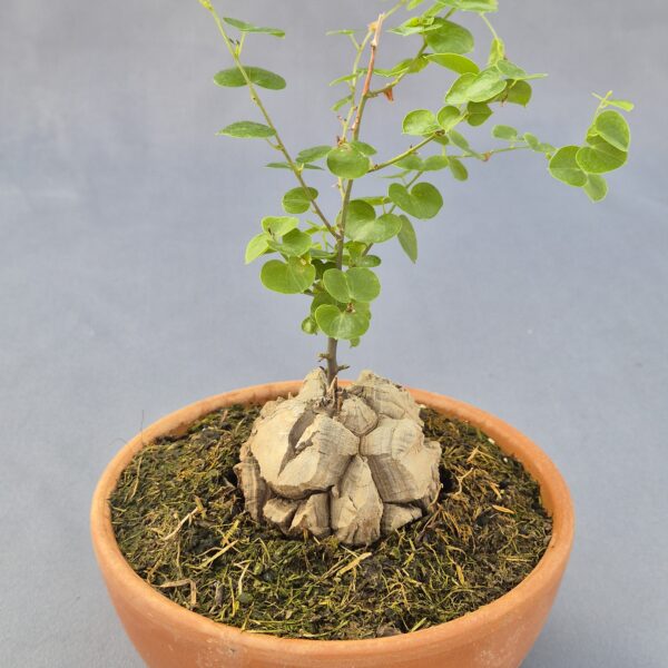 Dioscorea Elephantipes 002