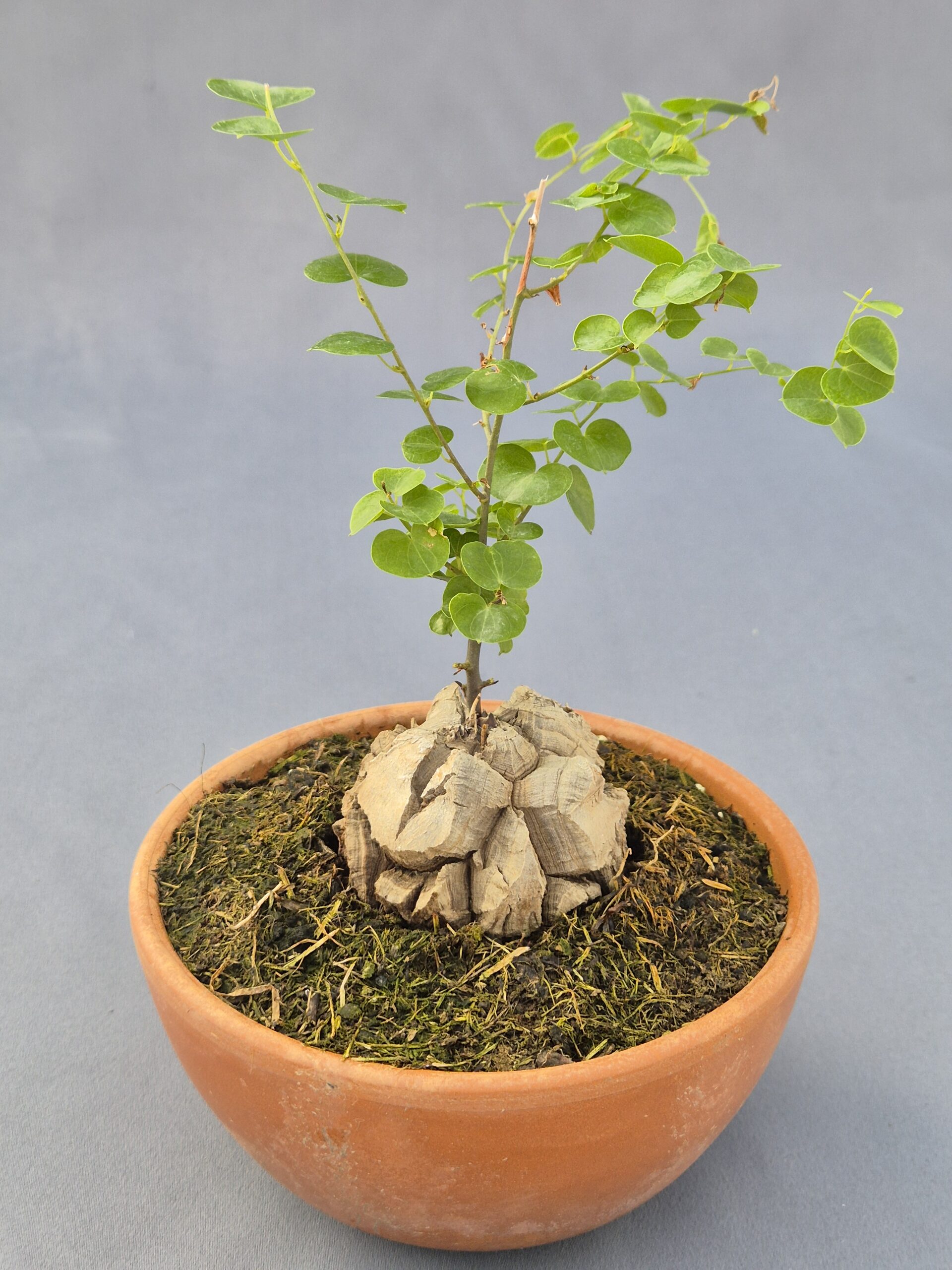 20250216_143427 Dioscorea Elephantipes 002 - Imagen 1