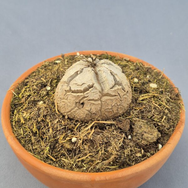 Dioscorea Elephantipes 003