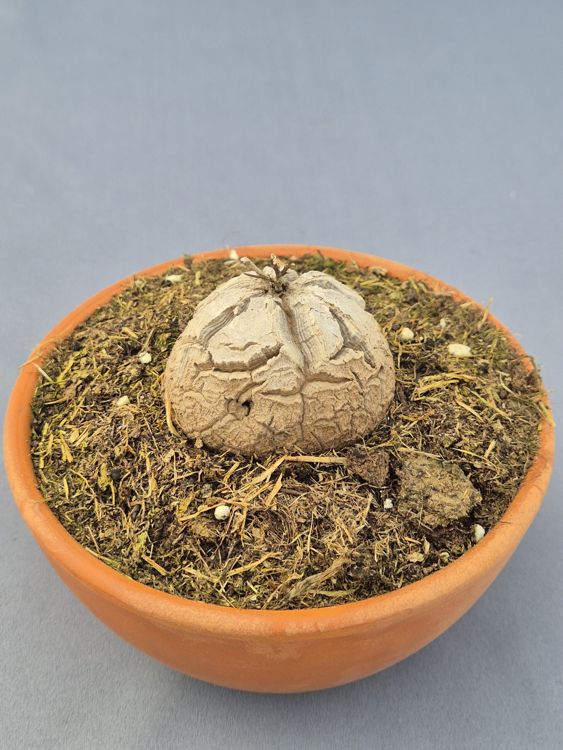 20250216_143736 Dioscorea Elephantipes 003 - Imagen 1