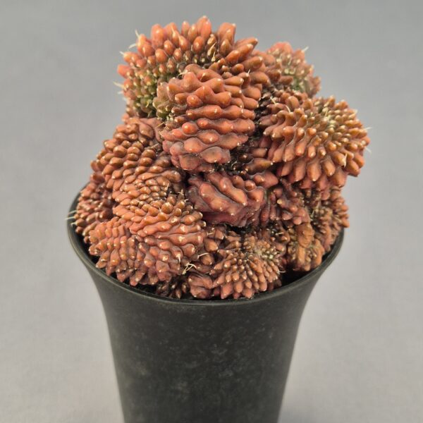 Gymnocalycium Mihanovichii inermis f. cristata