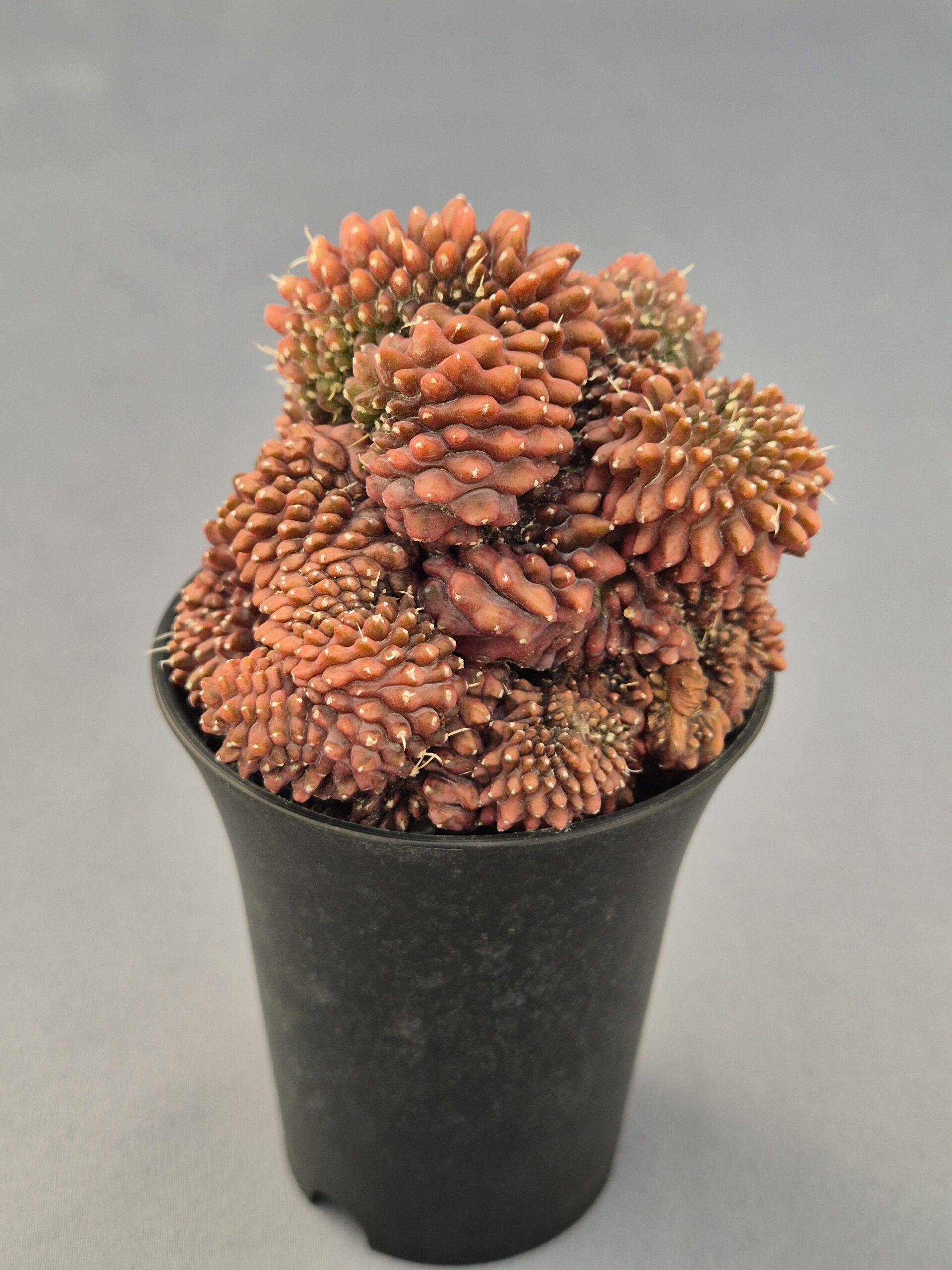 20250216_145127 Gymnocalycium Mihanovichii inermis f. cristata - Imagen 1