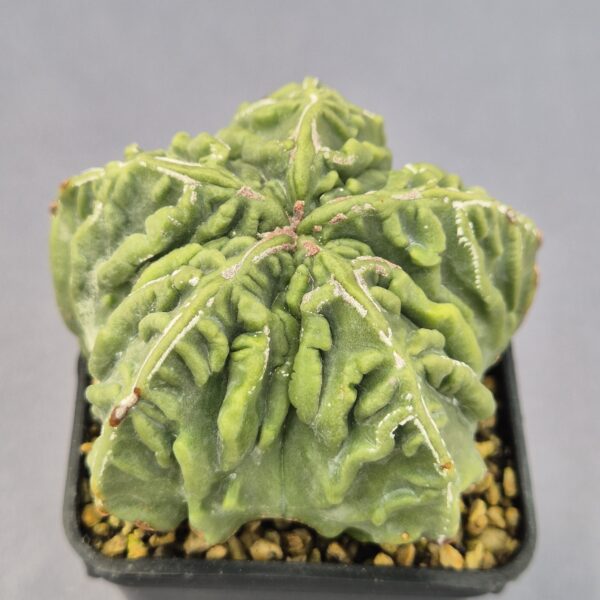 Astrophytum Yoroi x Fukuryu híbrido