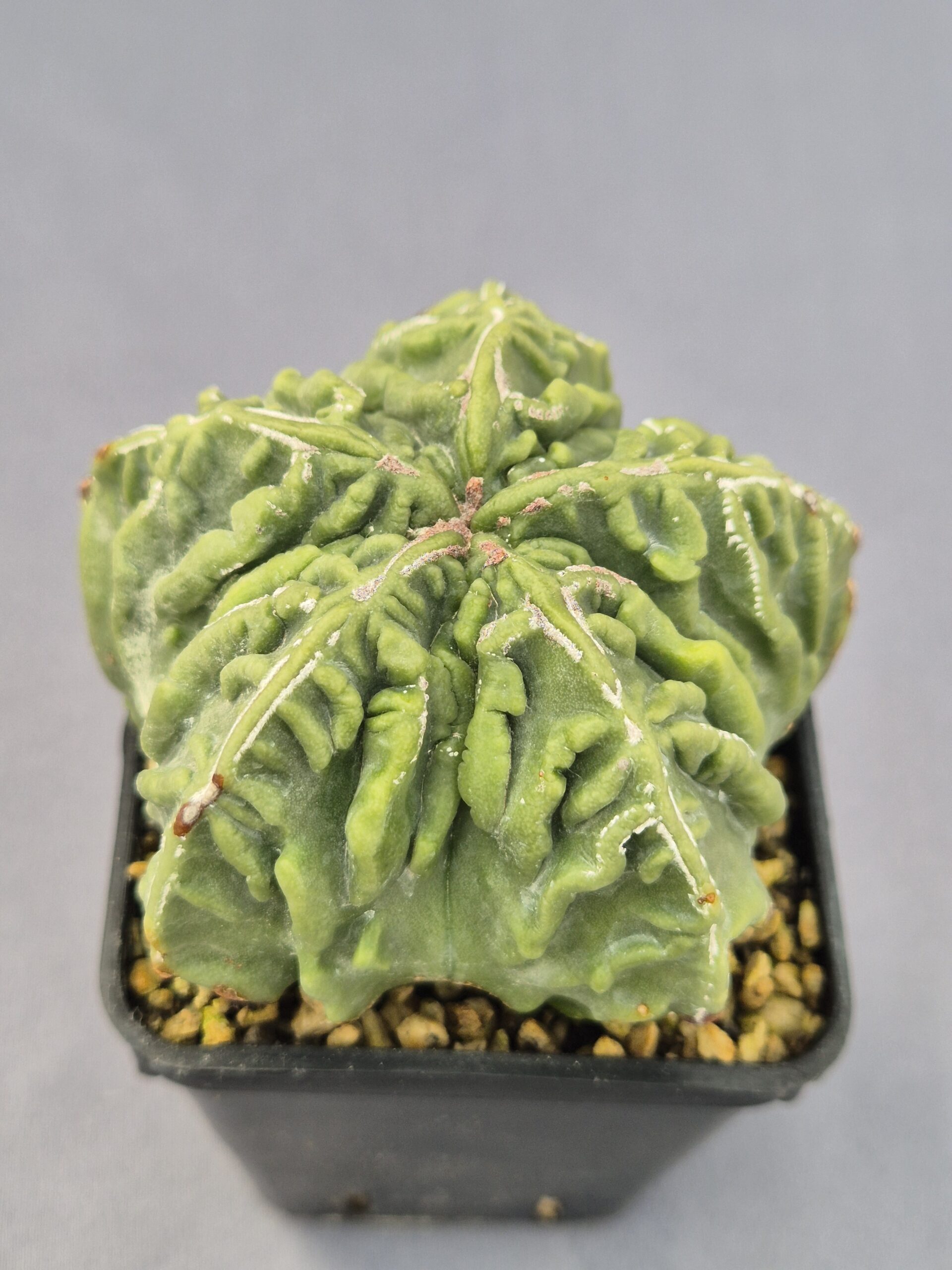 20250216_145954 Astrophytum Yoroi x Fukuryu híbrido - Imagen 1