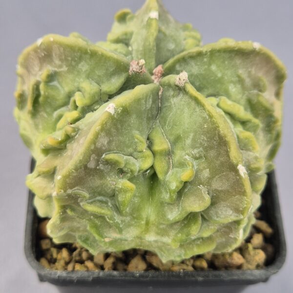 Astrophytum Myriostigma Fukuryo (Select)