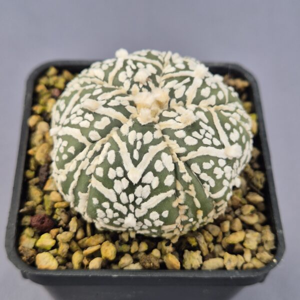 Astrophytum V-TYPE híbrido 001