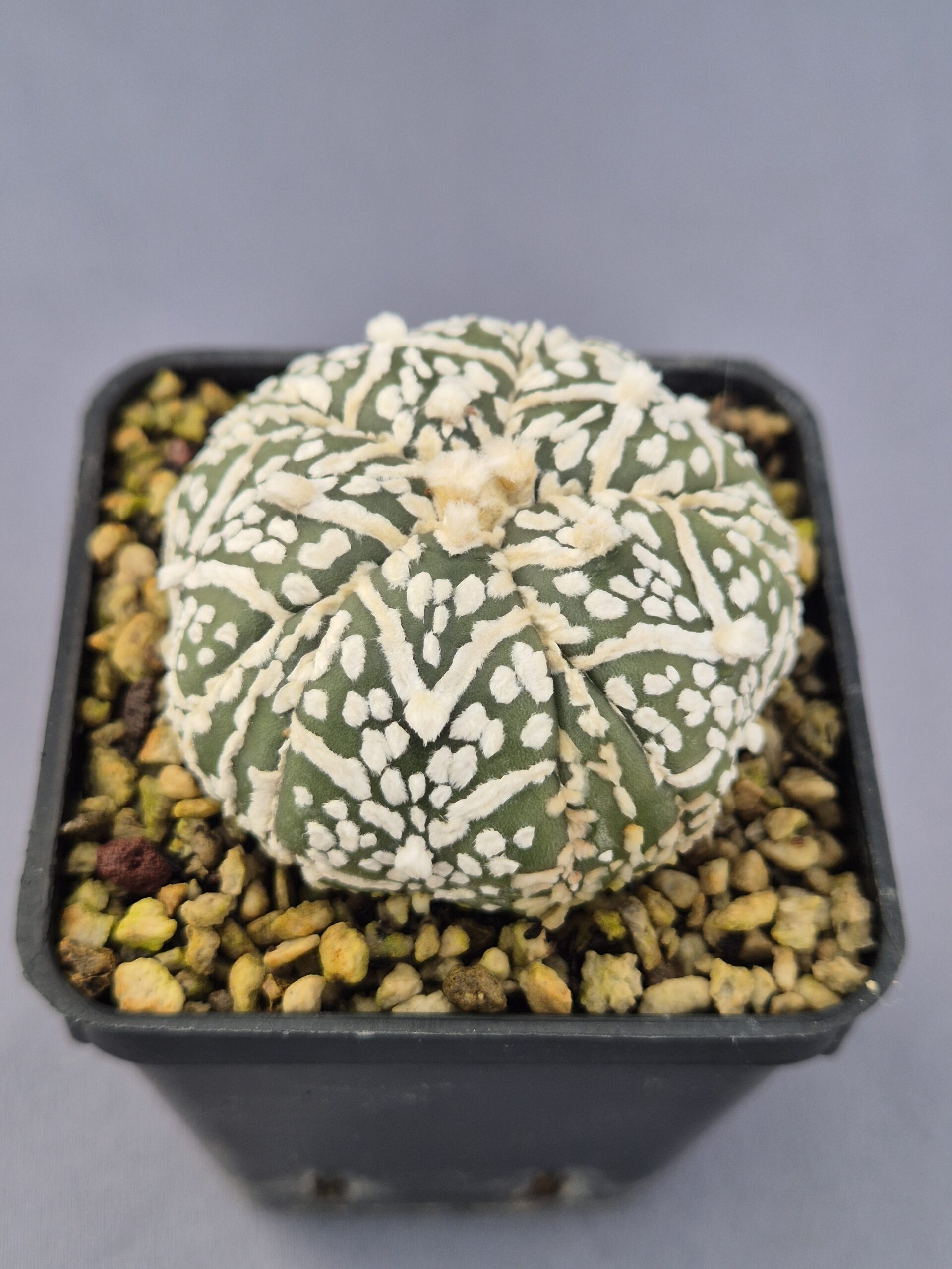 20250216_150454 Astrophytum V-TYPE híbrido 001 - Imagen 1