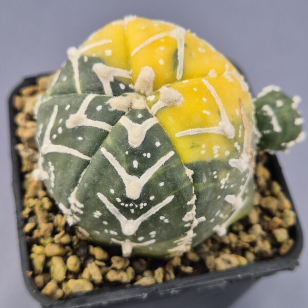 Astrophytum V-TYPE Nishiki variegata