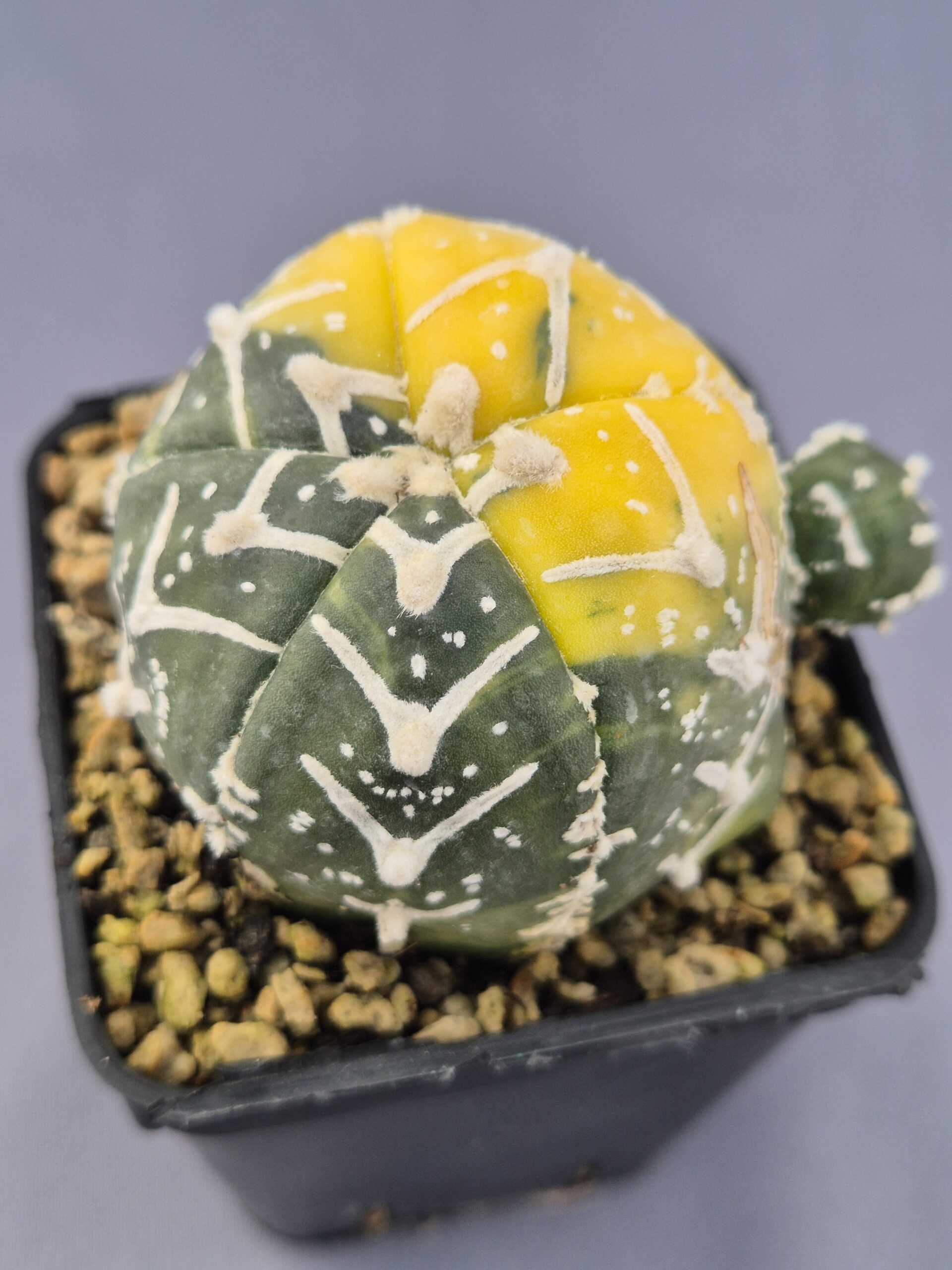 20250216_150826 Astrophytum V-TYPE Nishiki variegata - Imagen 1