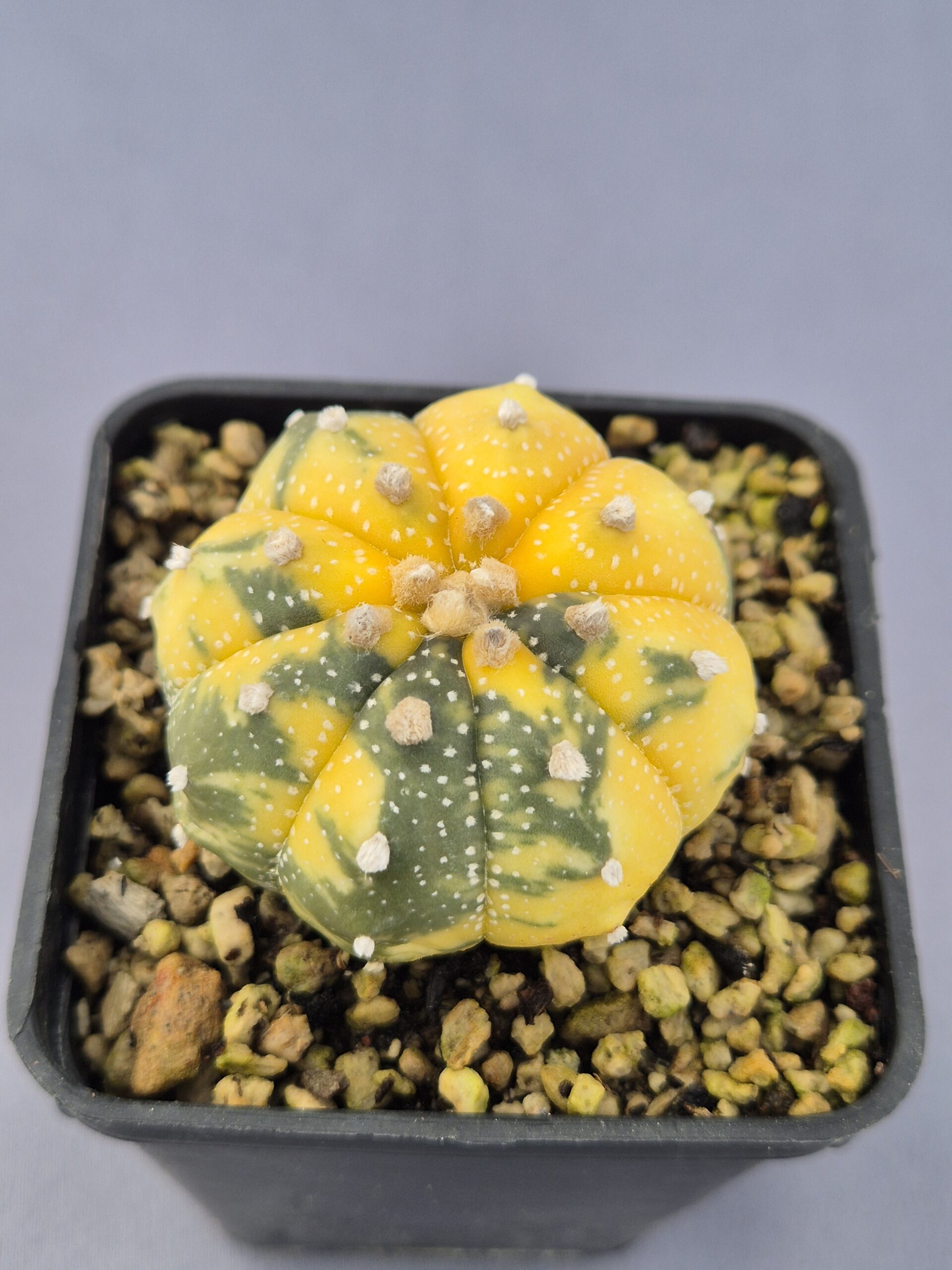 20250216_150955 Astrophytum Nishiki variegata 001 - Imagen 1