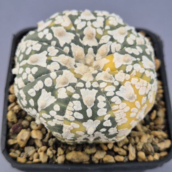 Astrophytum V-TYPE variegata