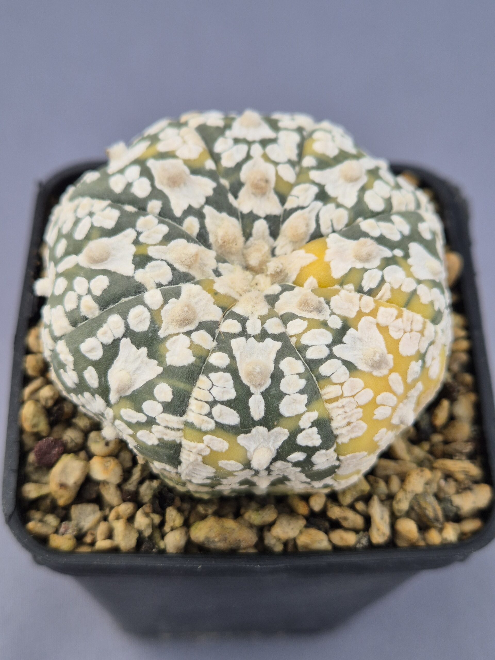 20250216_151203 Astrophytum V-TYPE variegata - Imagen 1