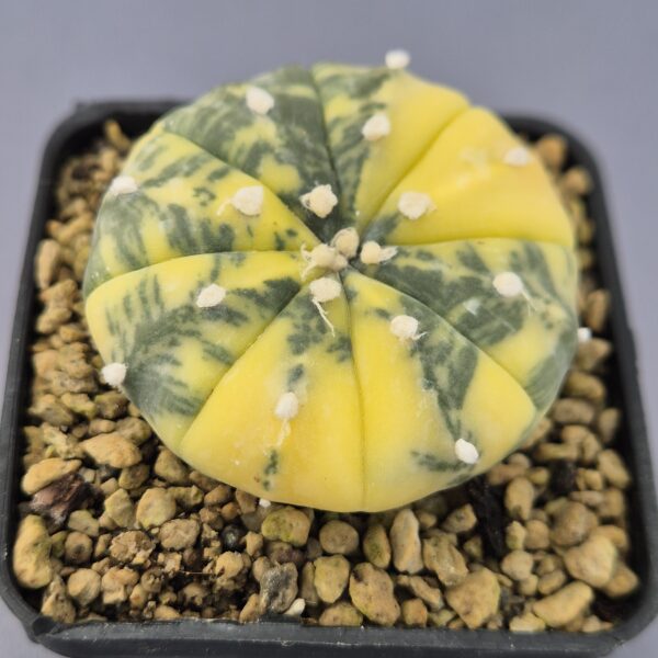 Astrophytum Nishiki variegata 002