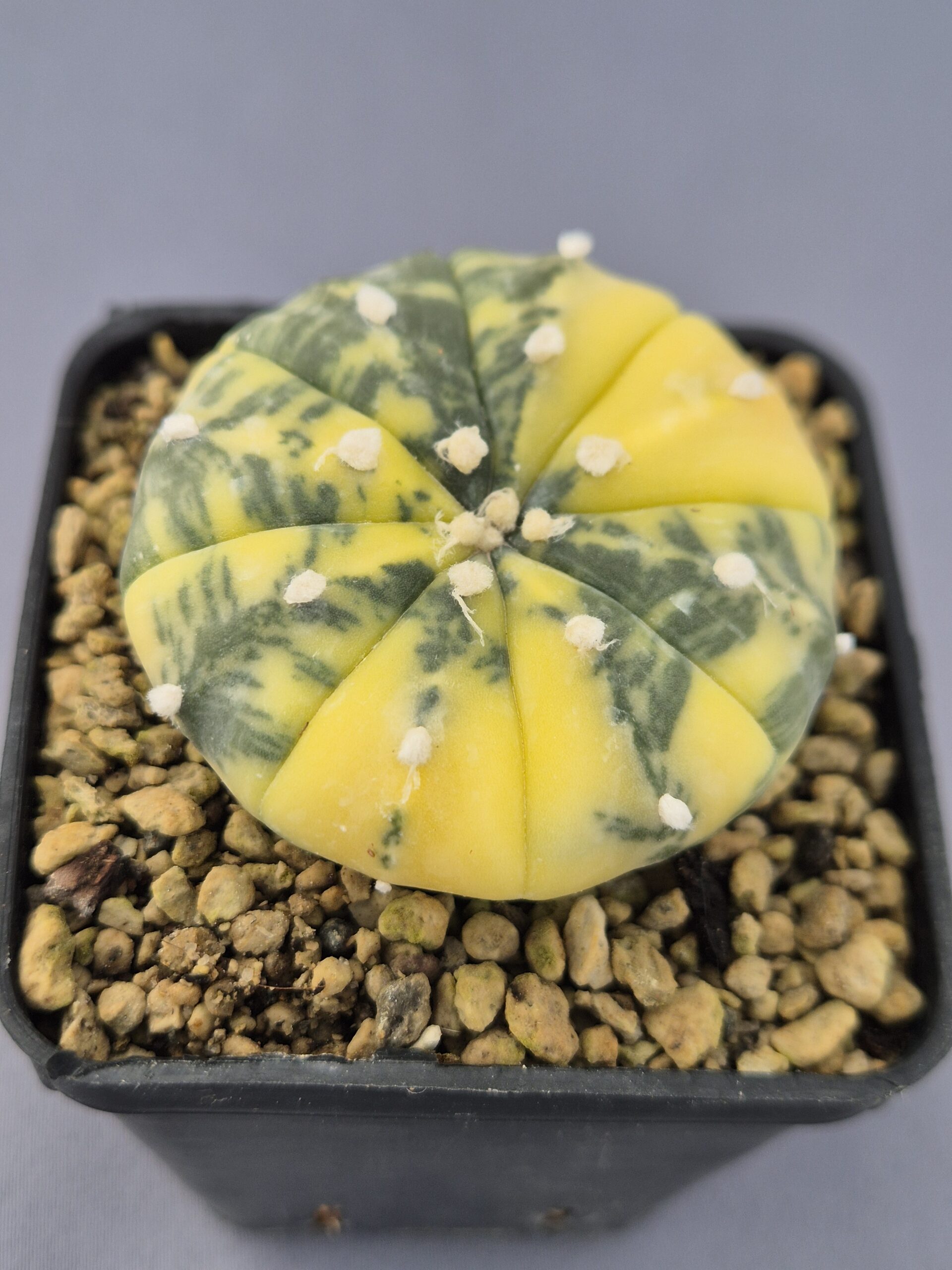 20250216_151226 Astrophytum Nishiki variegata 002 - Imagen 1