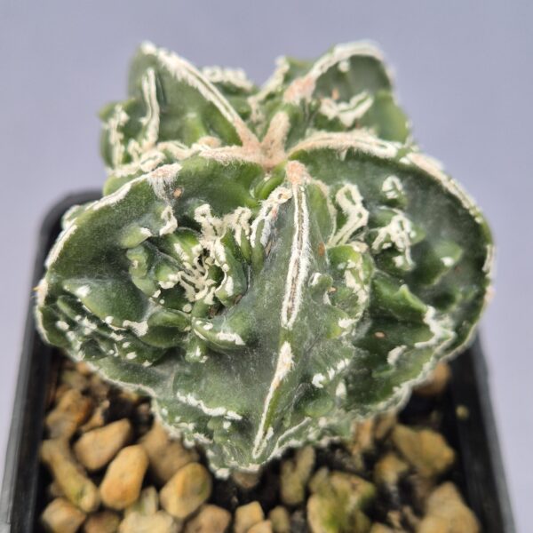 Astrophytum Myriostigma cv. Fukuryu 001