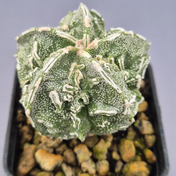 Astrophytum Myriostigma cv. Fukuryu 003