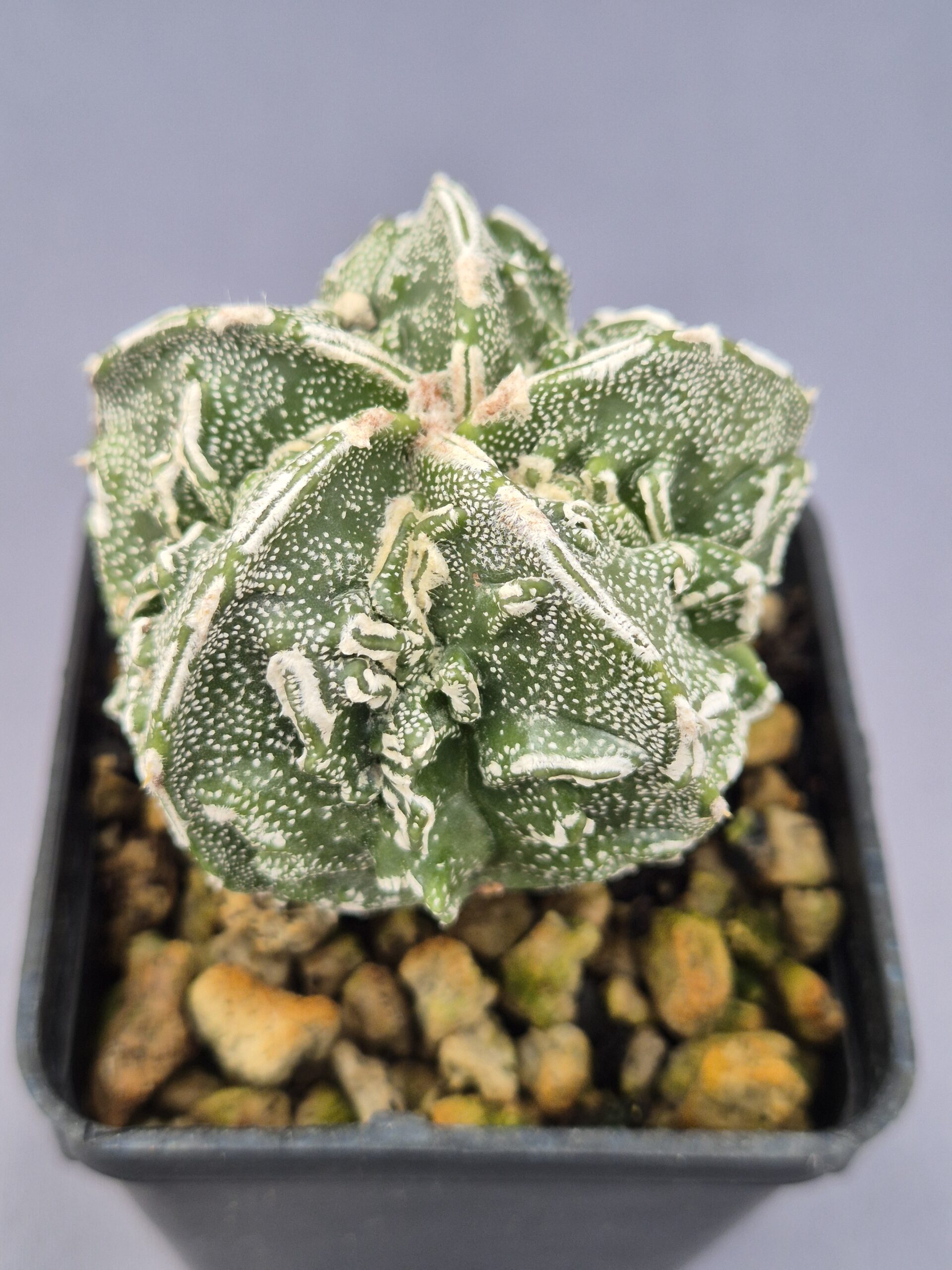 20250216_152223 Astrophytum Myriostigma cv. Fukuryu 003 - Imagen 1