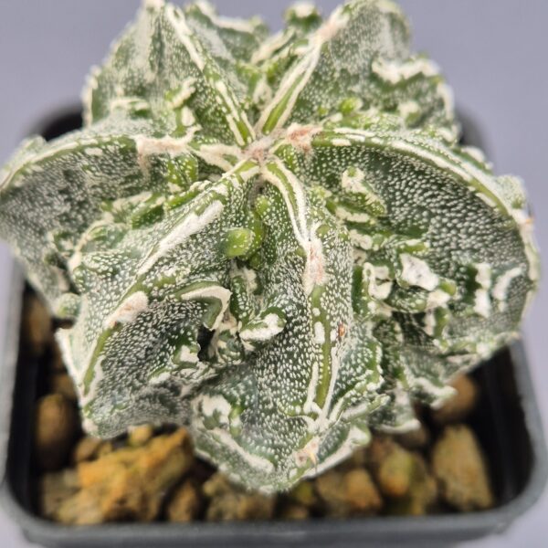 Astrophytum Myriostigma cv. Fukuryu 004