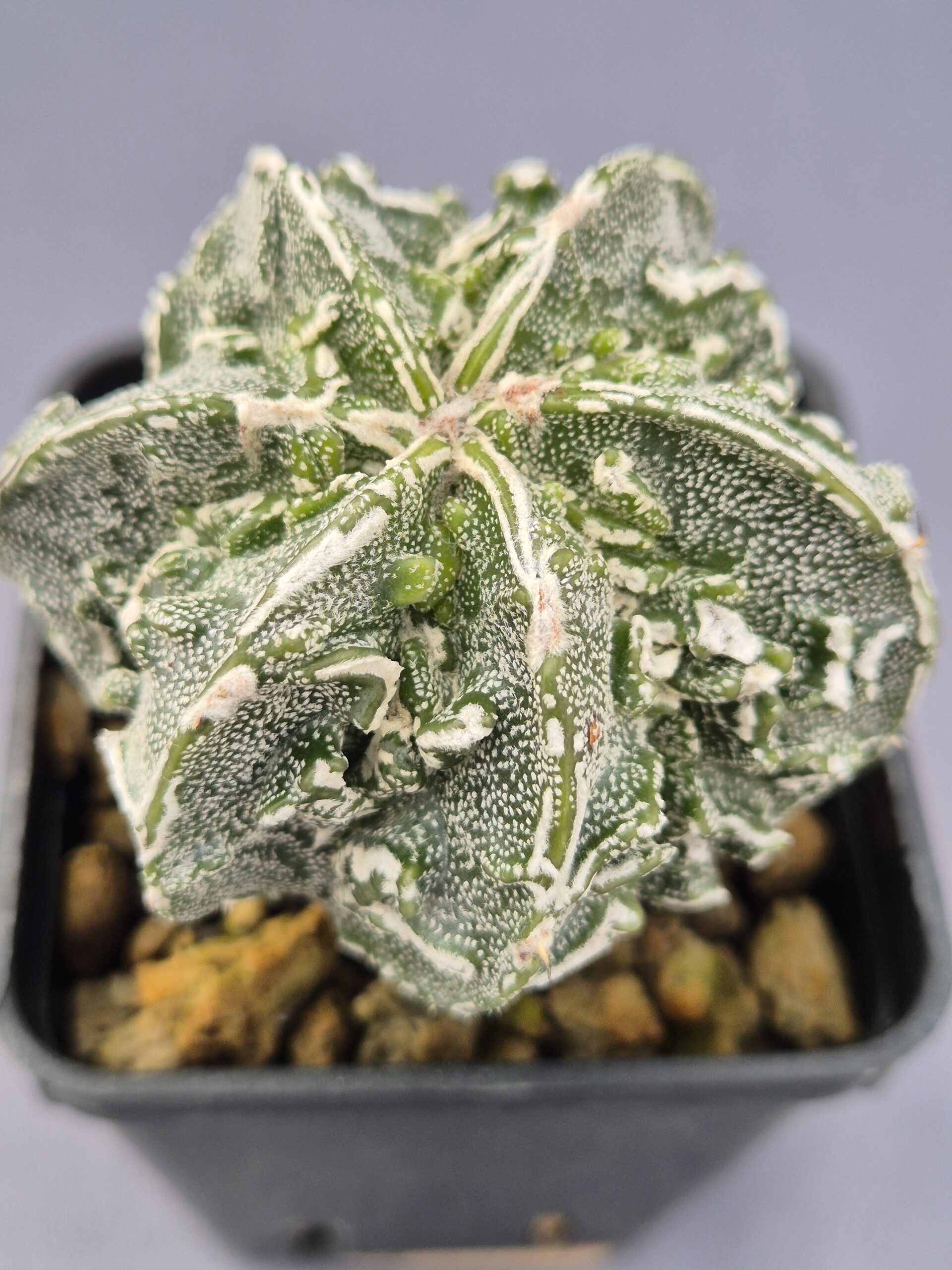 20250216_152408 Astrophytum Myriostigma cv. Fukuryu 004 - Imagen 1