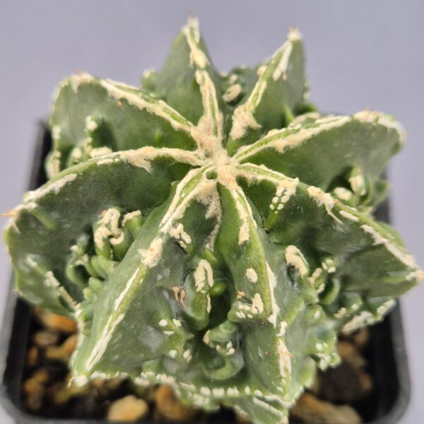 Astrophytum Myriostigma cv. Fukuryu 002