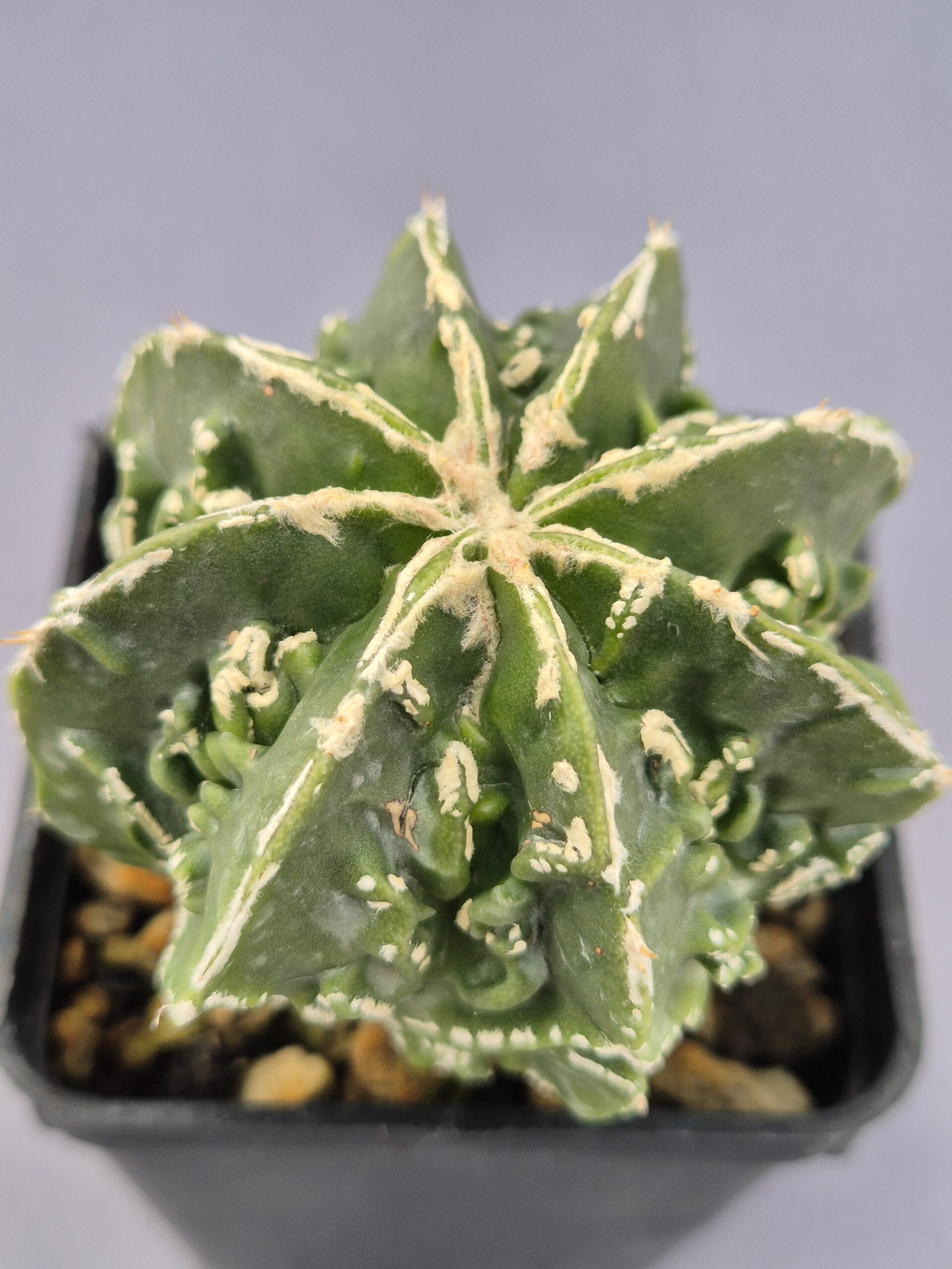 20250216_152537 Astrophytum Myriostigma cv. Fukuryu 002 - Imagen 1