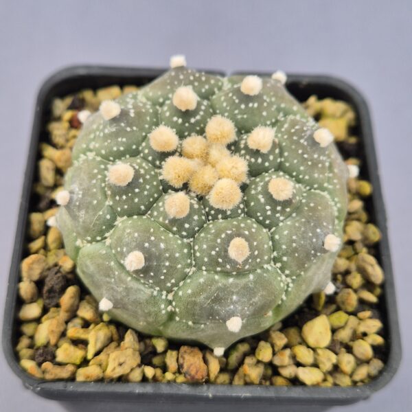 Astrophytum 'Kikko'