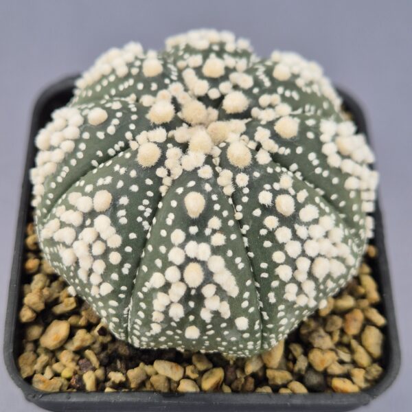 Astrophytum 'Hanazono'