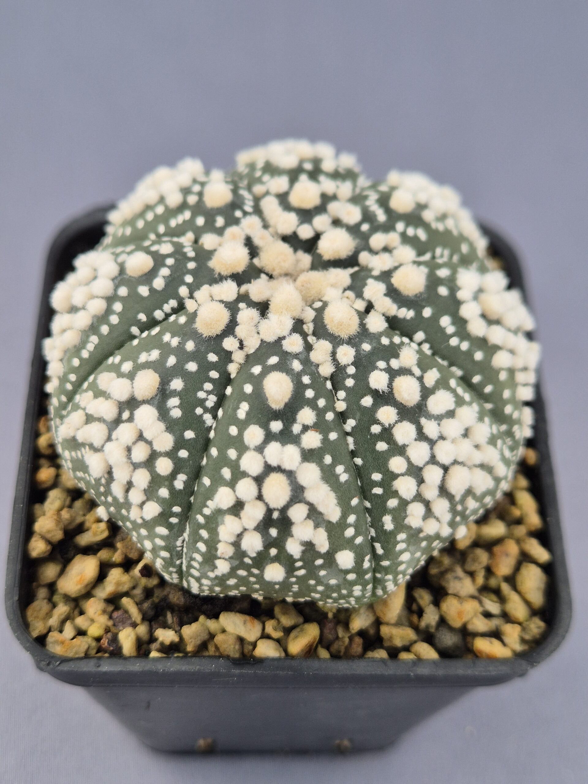 20250216_153154 Astrophytum 'Hanazono' - Imagen 1