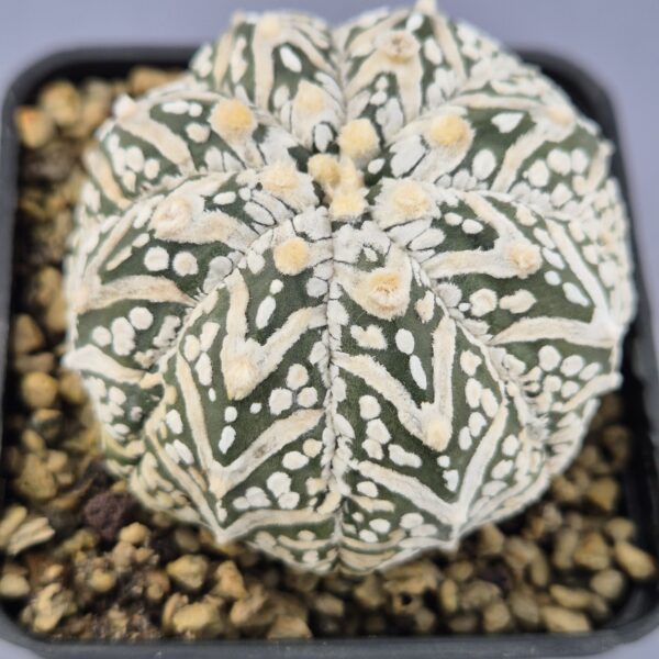 Astrophytum V-TYPE 001