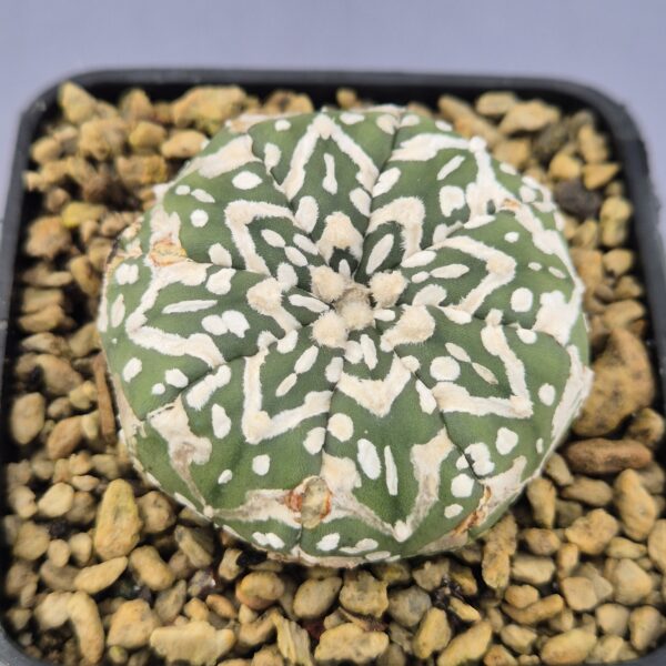Astrophytum V-TYPE 002