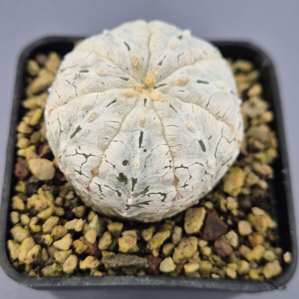 Astrophytum V-TYPE híbrido 002