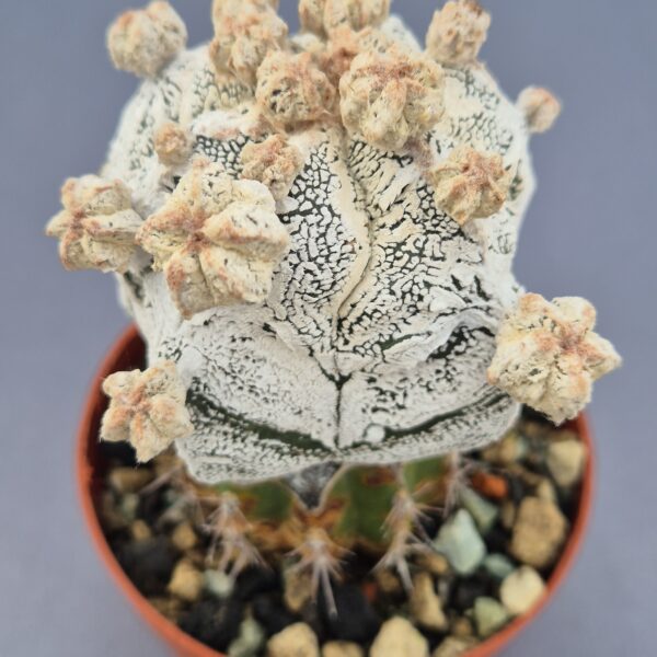 Astrophytum Super White Hakkun injertado
