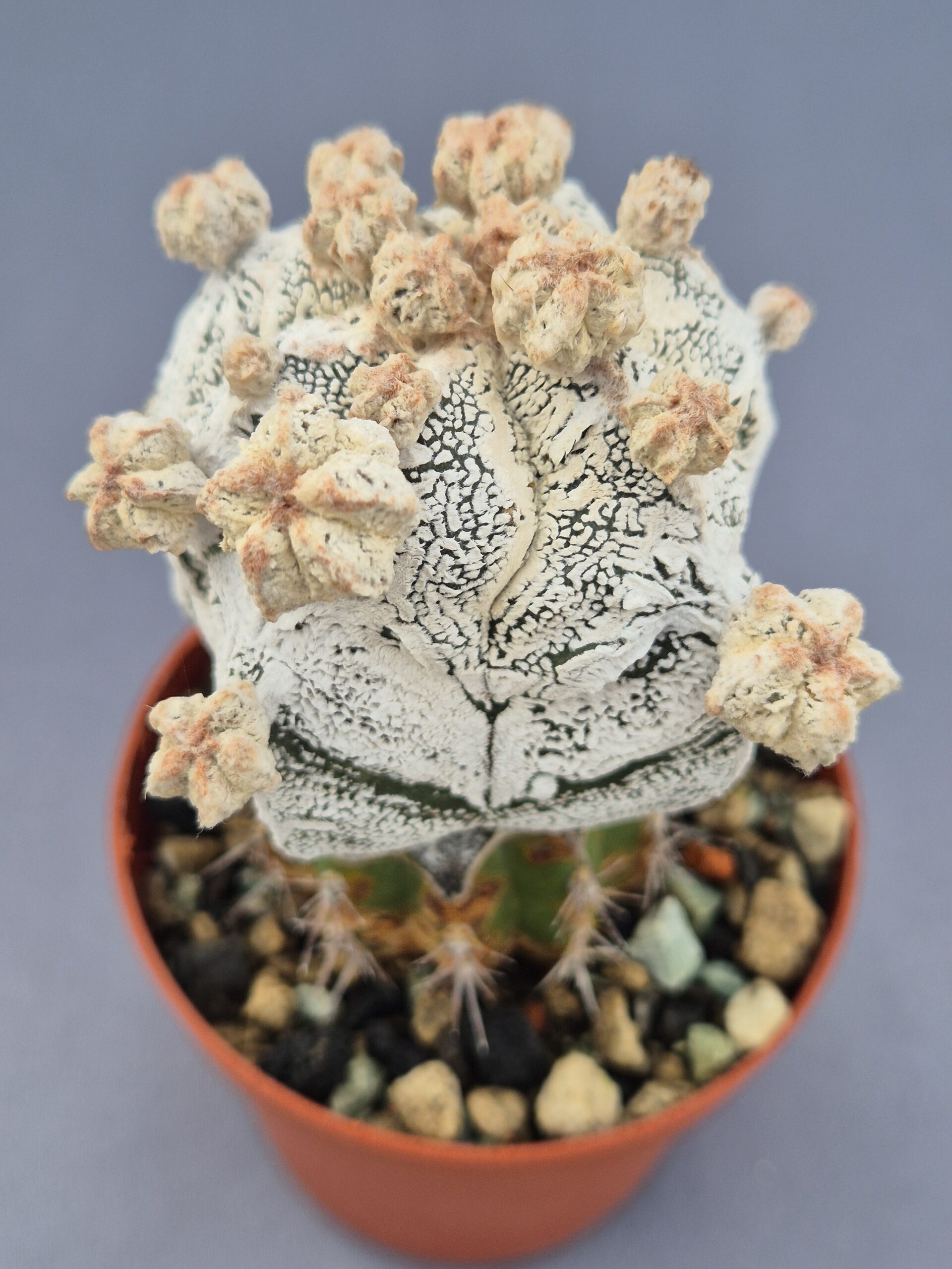 20250216_154320 Astrophytum Super White Hakkun injertado - Imagen 1