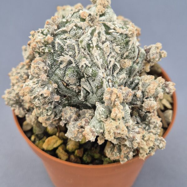 Astrophytum Hannyo Fukuryu Dinosaur