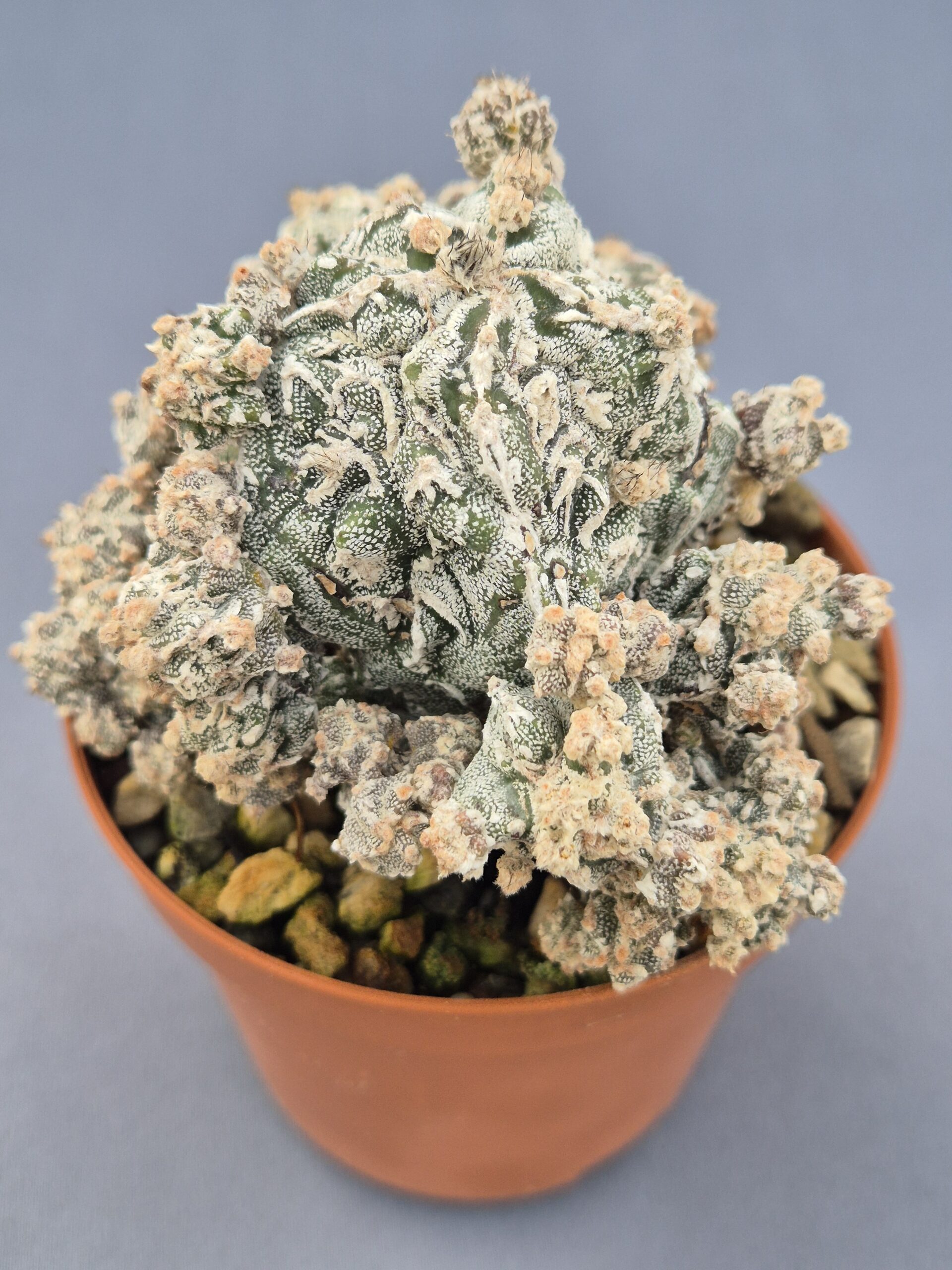 20250216_154736 Astrophytum Hannyo Fukuryu Dinosaur - Imagen 1