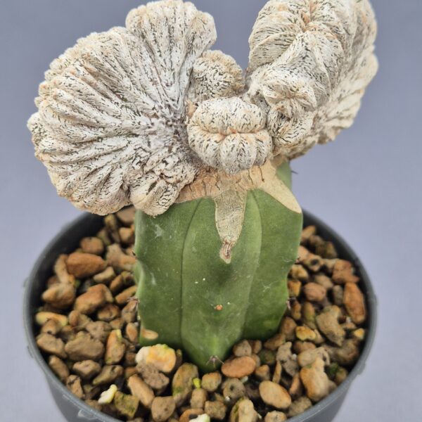 Astrophytum Onzuko cristata injertado 001