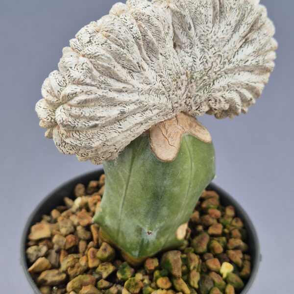 Astrophytum Onzuko cristata injertado 002