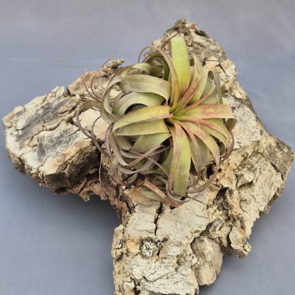 Tillandsia Eric Knobloch