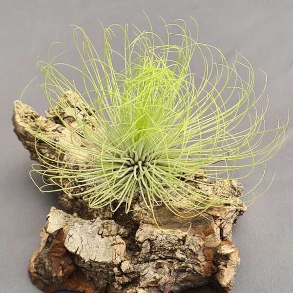 Tillandsia Andreana