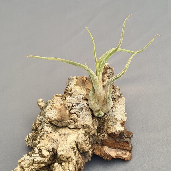 Tillandsia Caput Medusae