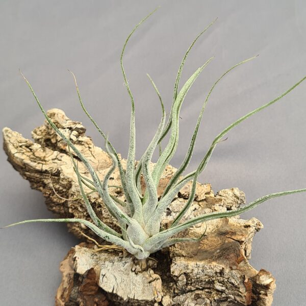Tillandsia Ehlersiana