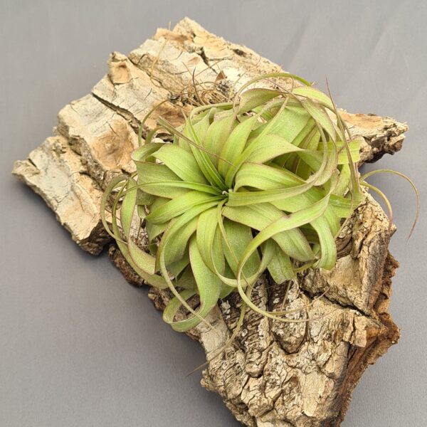 Tillandsia Eric Knobloch