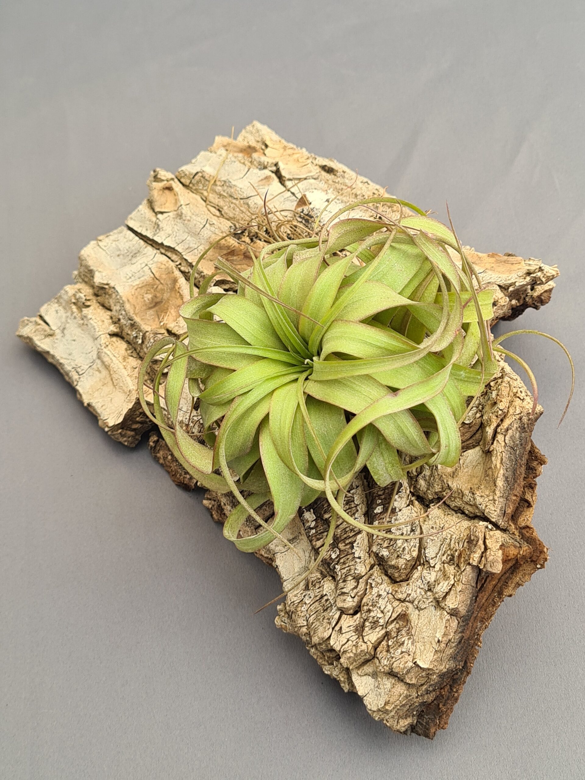 TILLANDSIA ERIC KNOBLOCH 17€ 3unidades TILLANDSIA Tillandsia Eric Knobloch - Imagen 1