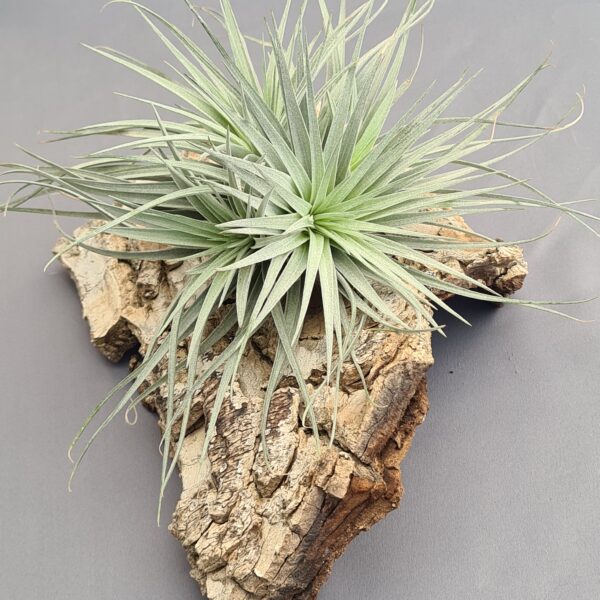 Tillandsia Silver Clumb