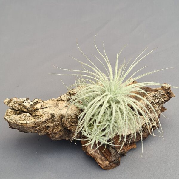 Tillandsia Tectorum Snow