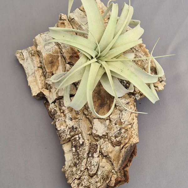 Tillandsia Xerographica XL